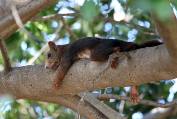 Gastbeitrag Uta: Sportallergie oder Crash?